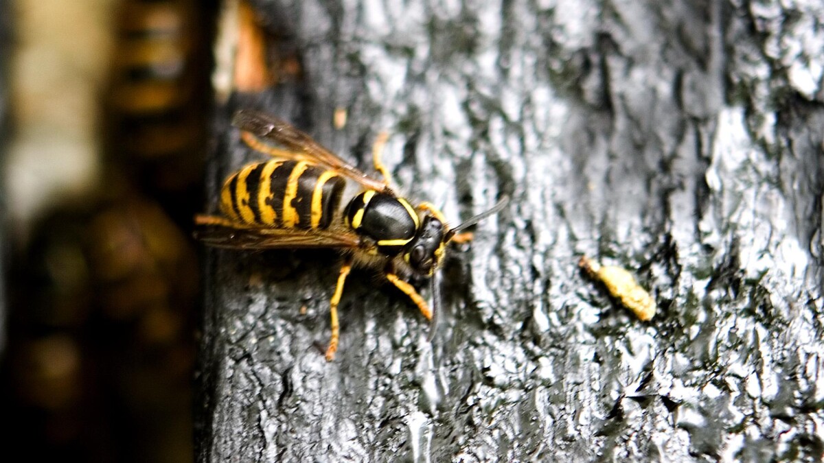 Aggressiv hvepsesværm 18 gæster til tysk vinfestival | Udland | DR