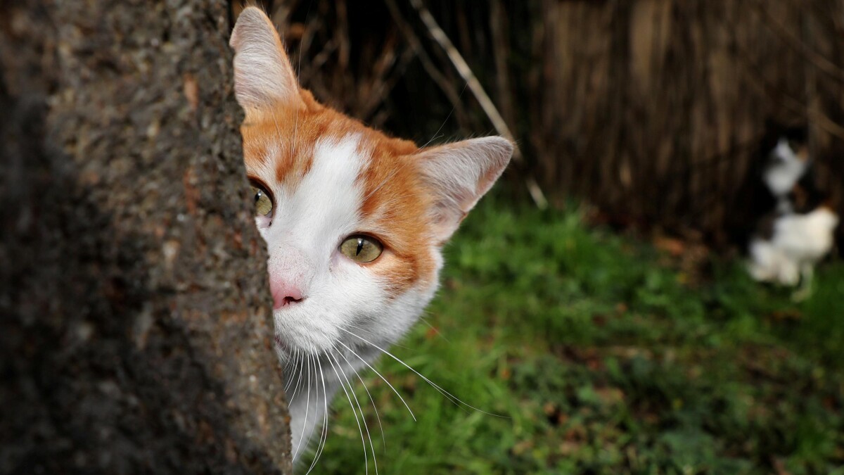 ulovlig elite Vejrudsigt Katte er for dovne til at fange rotter | Klima | DR