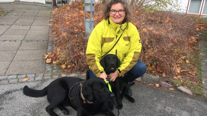 Vibekes hunde har gule sløjfer på: Sløjfen skal folk og andre hunde på afstand | Østjylland | DR