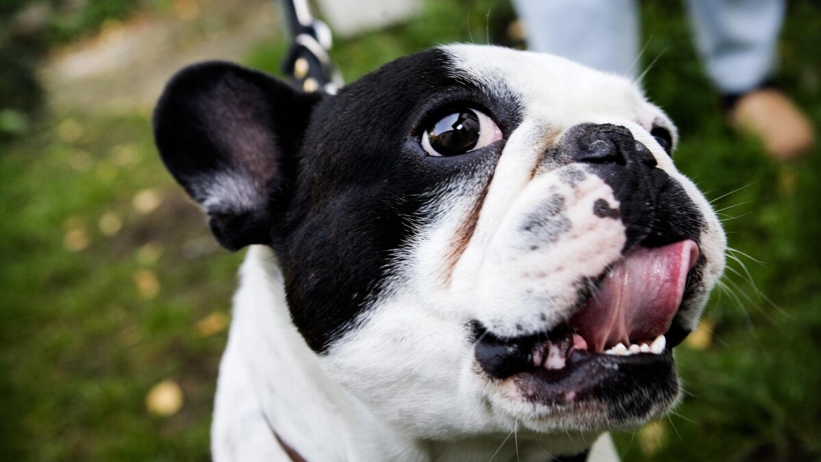 Udseendet er afgørende: Du vælger hund, som du | Natur | DR