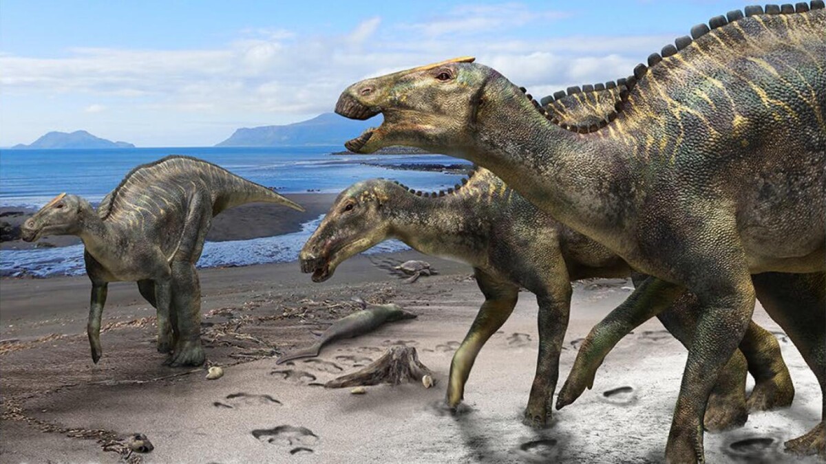 personlighed overliggende Begivenhed Usædvanligt velbevaret fossil: Ny dinosaurus-art opdaget i Japan | Natur |  DR