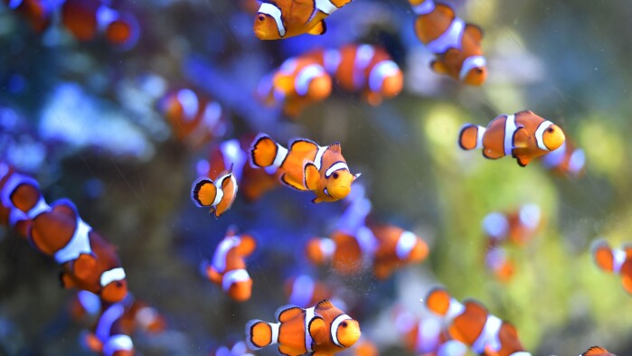 kan guide tilbage til koralrev | Natur | DR