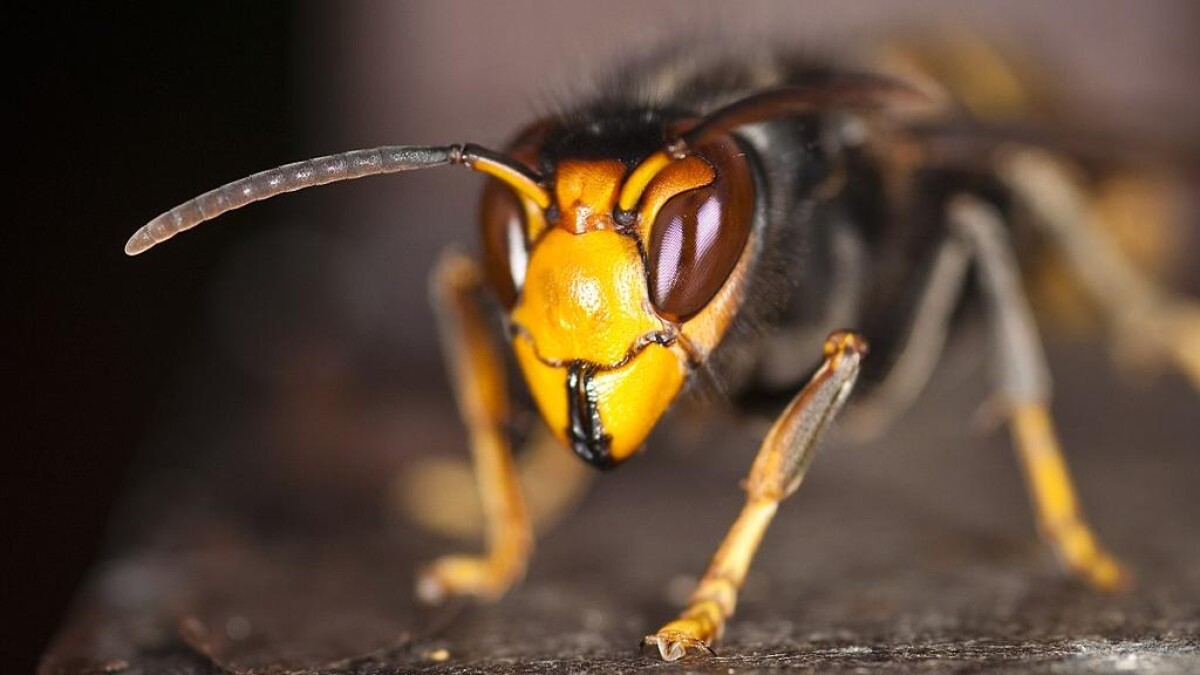 Giftig og bi-dræbende hveps har Danmark | Natur | DR