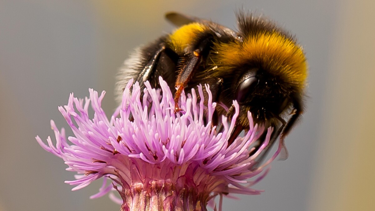 Forbered dig allerede Sådan får vildeste have til sommer Natur | DR