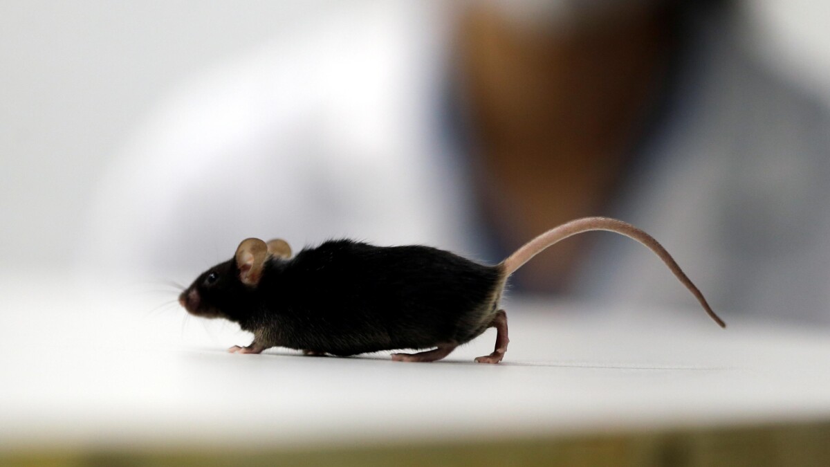 Forskere lamme mus til at gå igen | DR