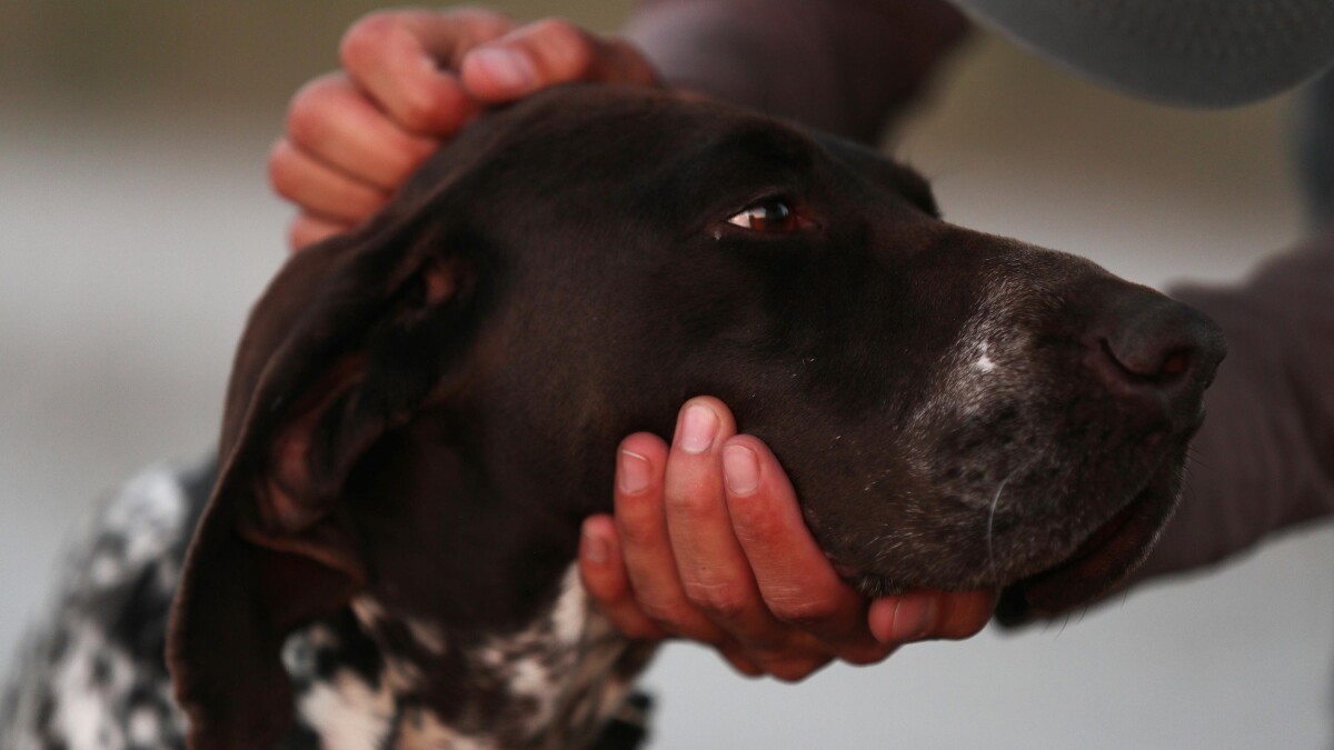Må du ikke have hund i din lejlighed? weekend-hund kan være løsningen | og Sønderjylland | DR