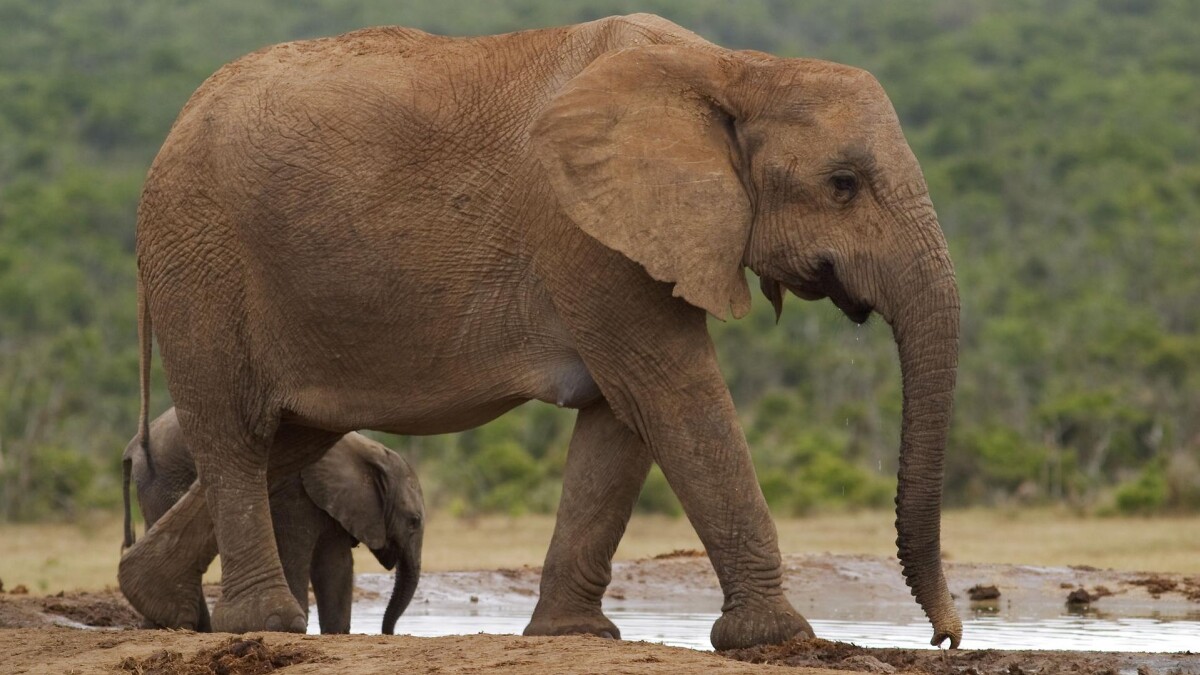 uddannelse gaben Privilegium Lynhurtig evolution: Elefanter har smidt stødtænderne for at overleve  krybskytteri | Natur | DR