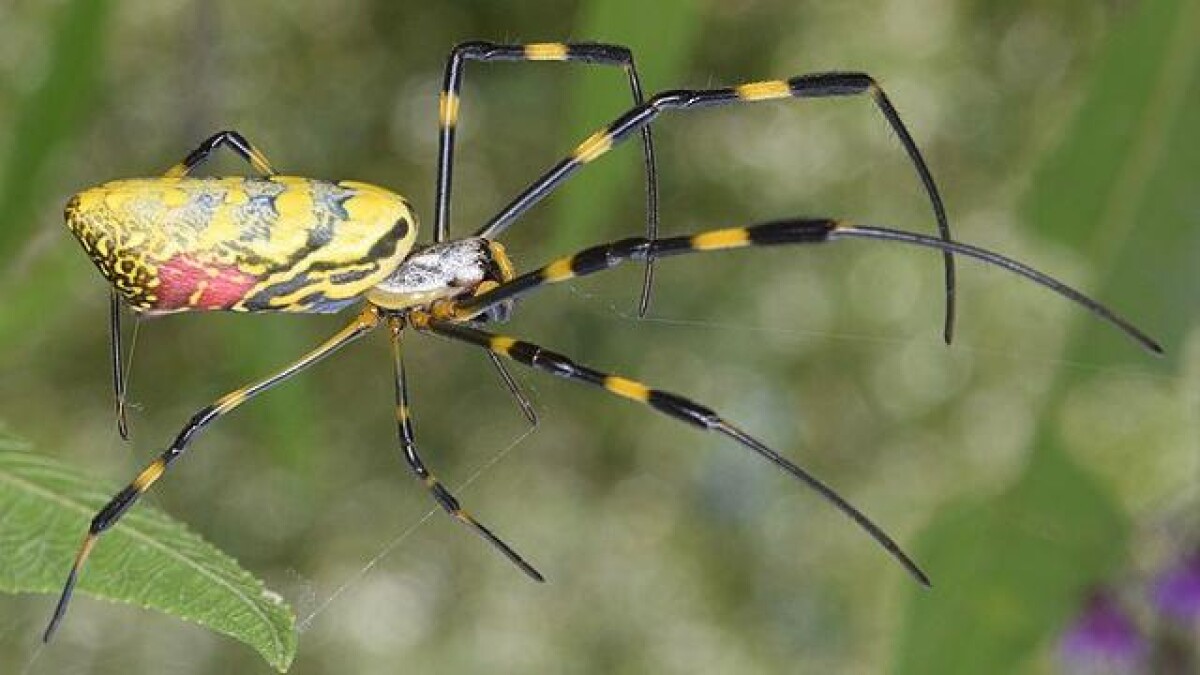Millioner af store edderkopper fra Asien invaderer det sydlige | Natur | DR