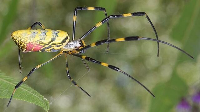 Millioner af store edderkopper Asien invaderer det USA Natur DR