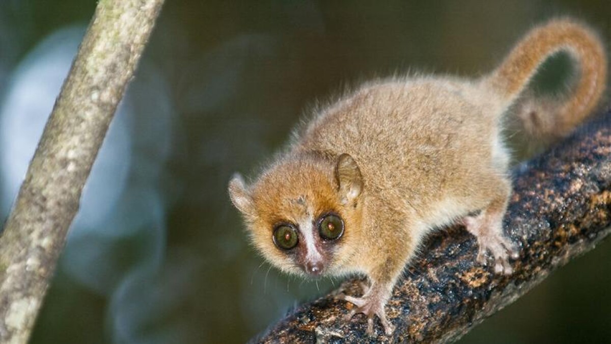 Forsker små lemurer | Naturvidenskab |