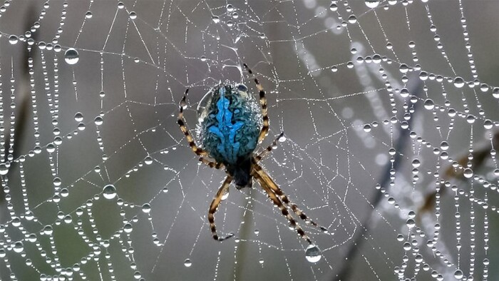 Spektakulær Påvirke gør ikke To forskellige teorier om vores angst for edderkopper | Naturvidenskab | DR