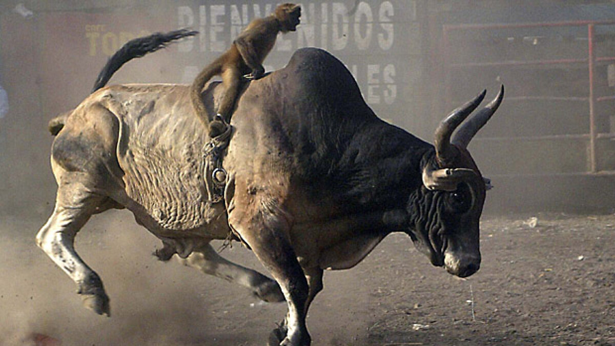 Мужик что бык втемяшится ему. Мужчина телец фото. Бык в пиджаке. Мужик что бык втемяшится ему. Крутой бык.