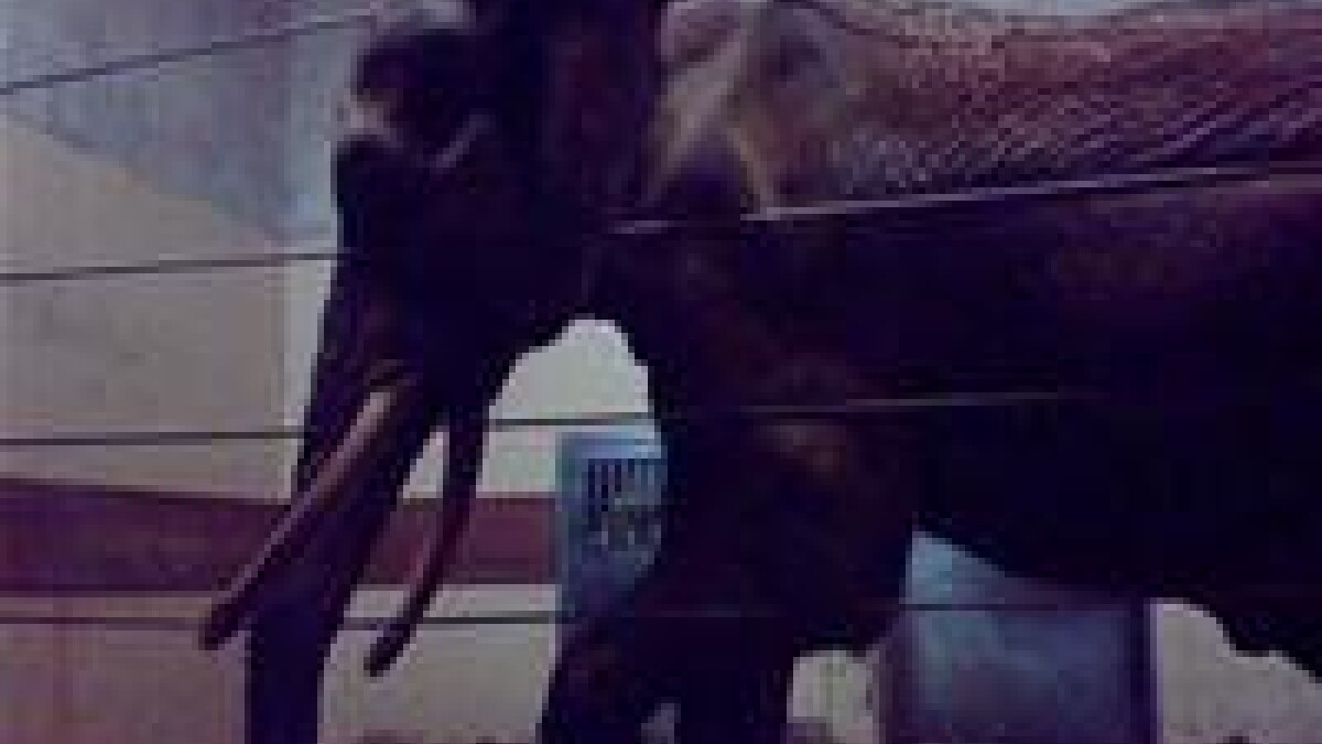 Hanelefanten er død | Indland | DR