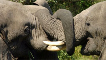 Elefanten være uddød om 12 år | Udland |