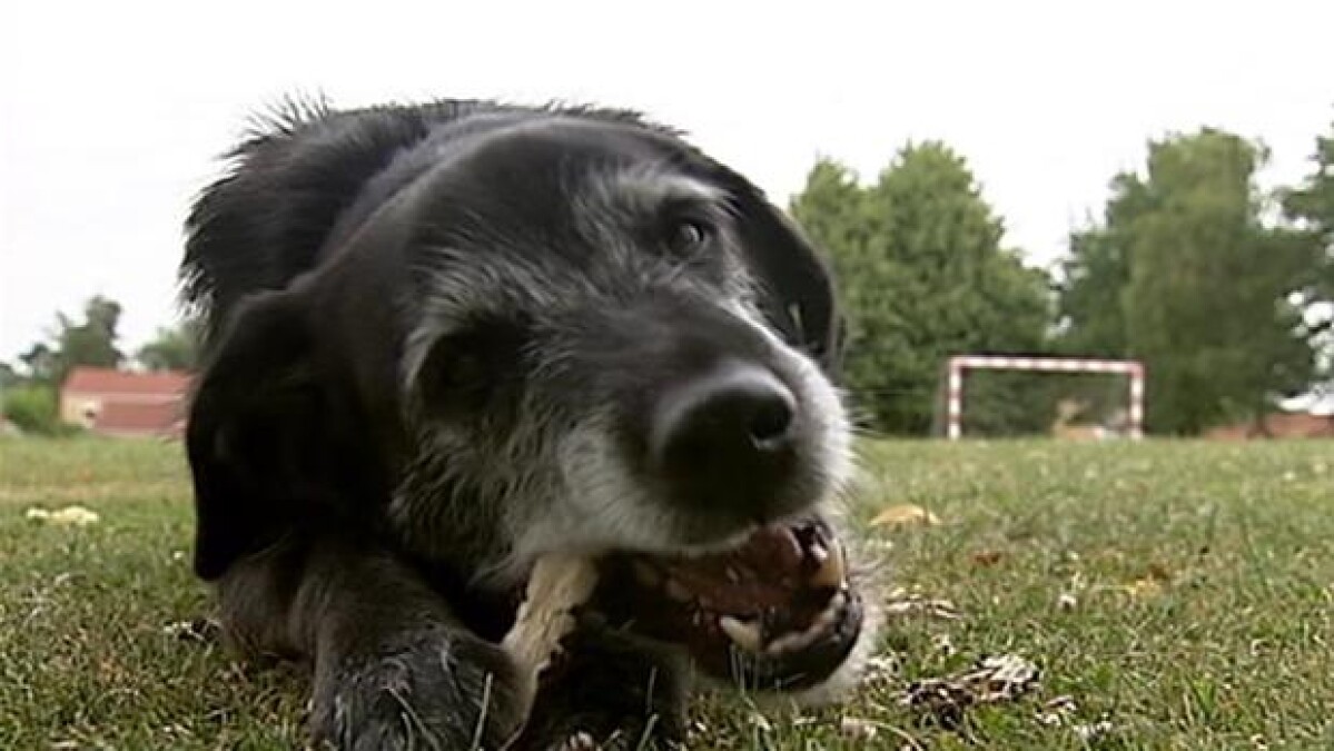 Turister hunde med Grækenland Østjylland | DR