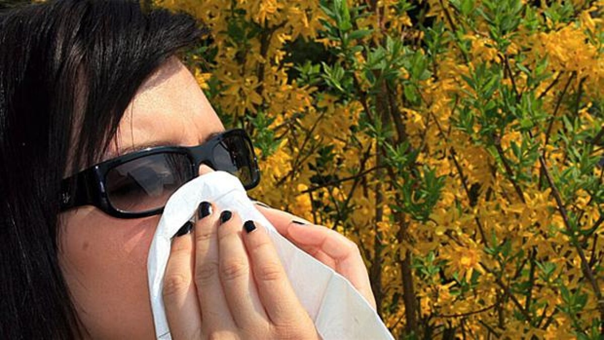ur er der Faret vild Flere allergikere kan vaccineres mod pollenallergi | Indland | DR