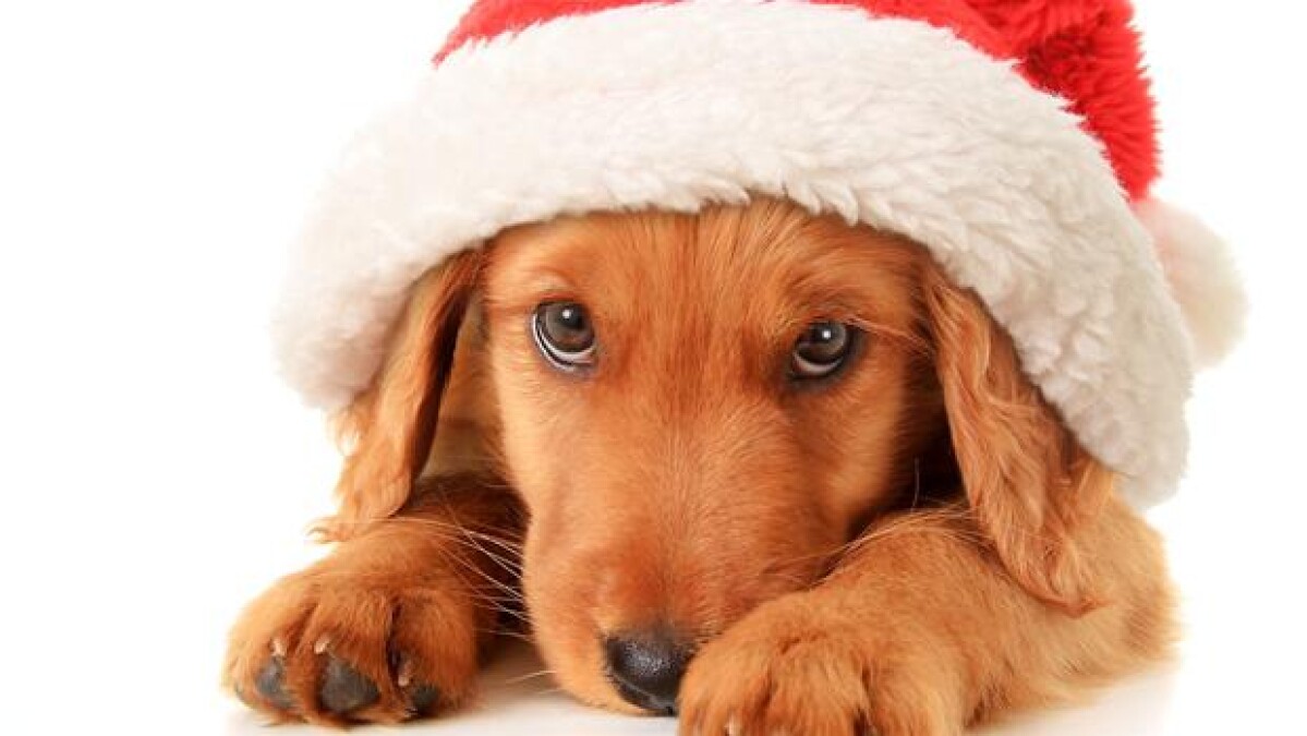Fodr ikke Fido med sovs og andefedt: Hunde kan af julemad | Indland | DR