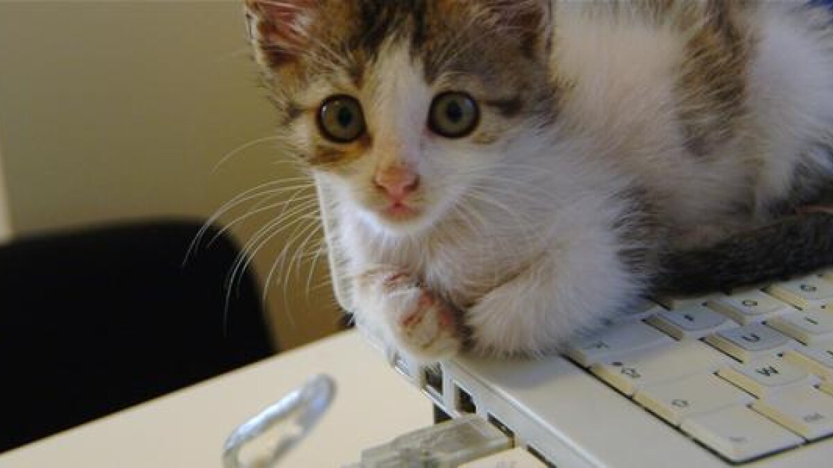 gå Misvisende En nat Når katten leger på skrivebordet | Udland | DR
