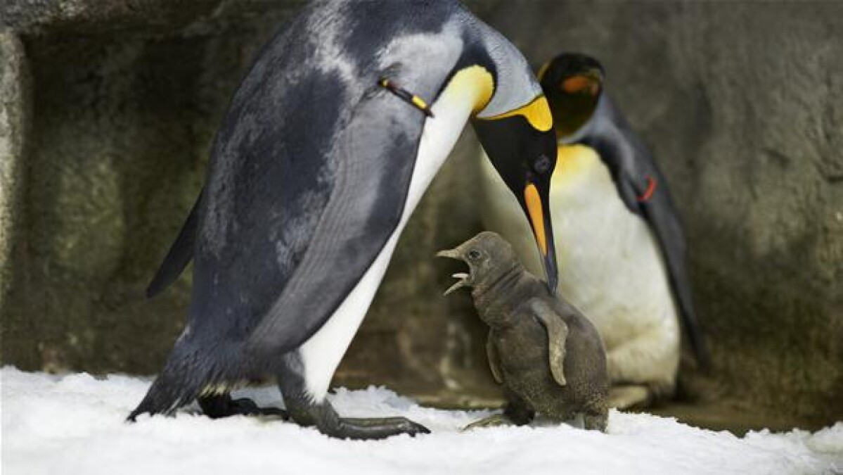 Homo Pingviner Bliver Adoptivforaeldre Pa Fyn Indland Dr