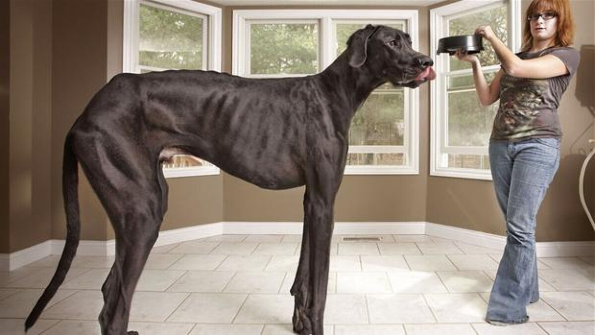 titel lejer Quagmire Mød Zeus - verdens højeste hund | Udland | DR
