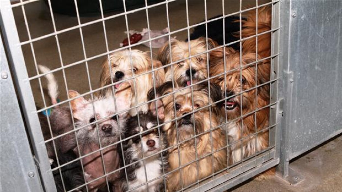 Nu kan de 60 hunde fra Danmarks største dyreværnssag adopteres Sjælland | DR