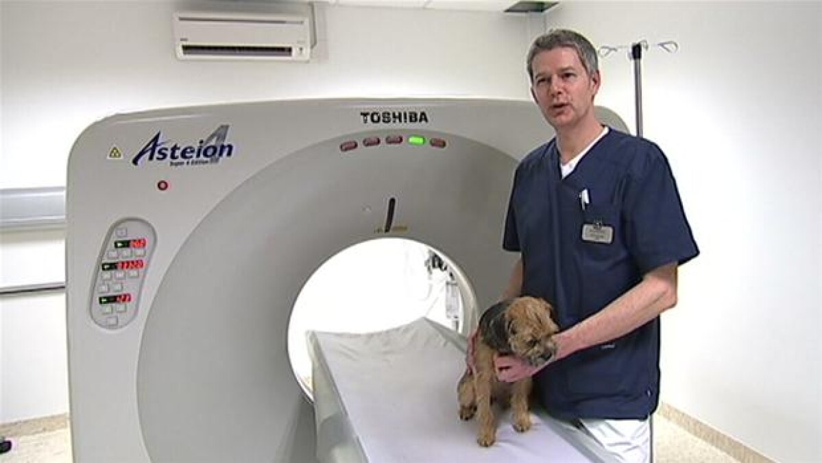 Flere hunde får en kræftdiagnose | og Sønderjylland | DR