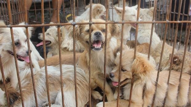 Reportage: 10.000 hunde bliver på omstridt festival i Kina | Udland | DR