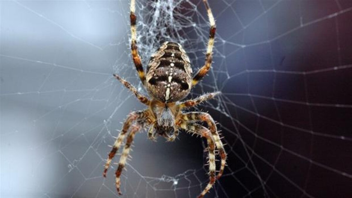 ledsage violet kugle Find en edderkop og gør eksperterne klogere | Ultra Nyt | DR
