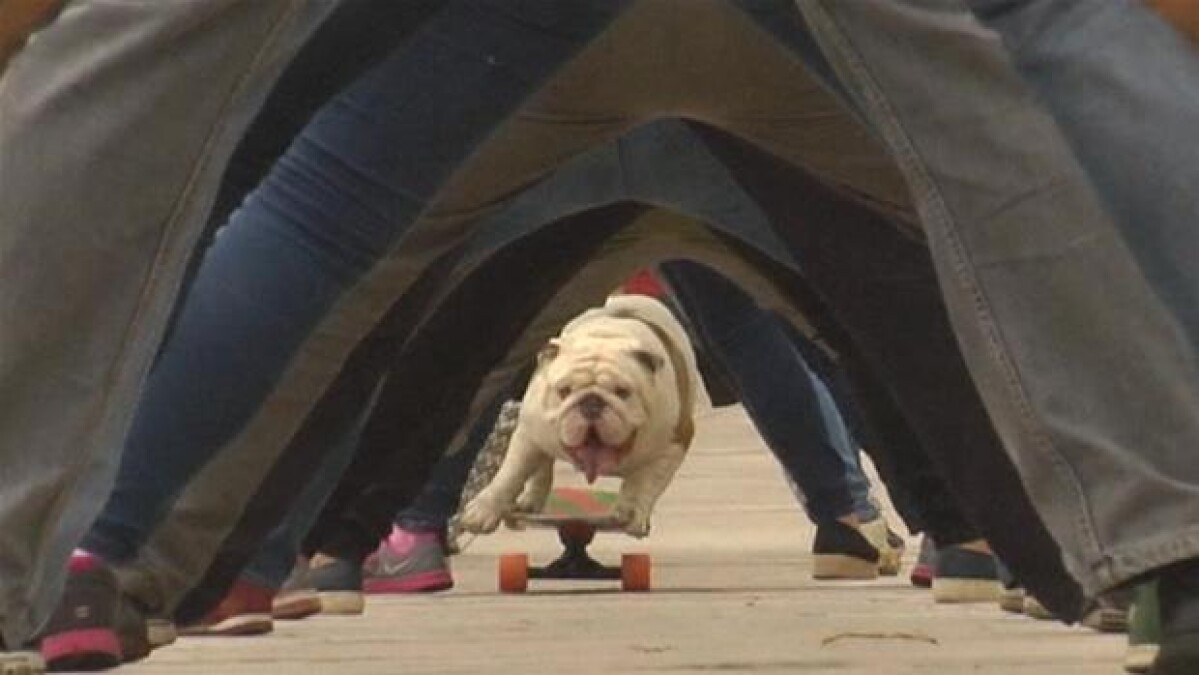 Akkumulerede ciffer chef Hund på skateboard og andre sjove rekorder | Ultra Nyt | DR