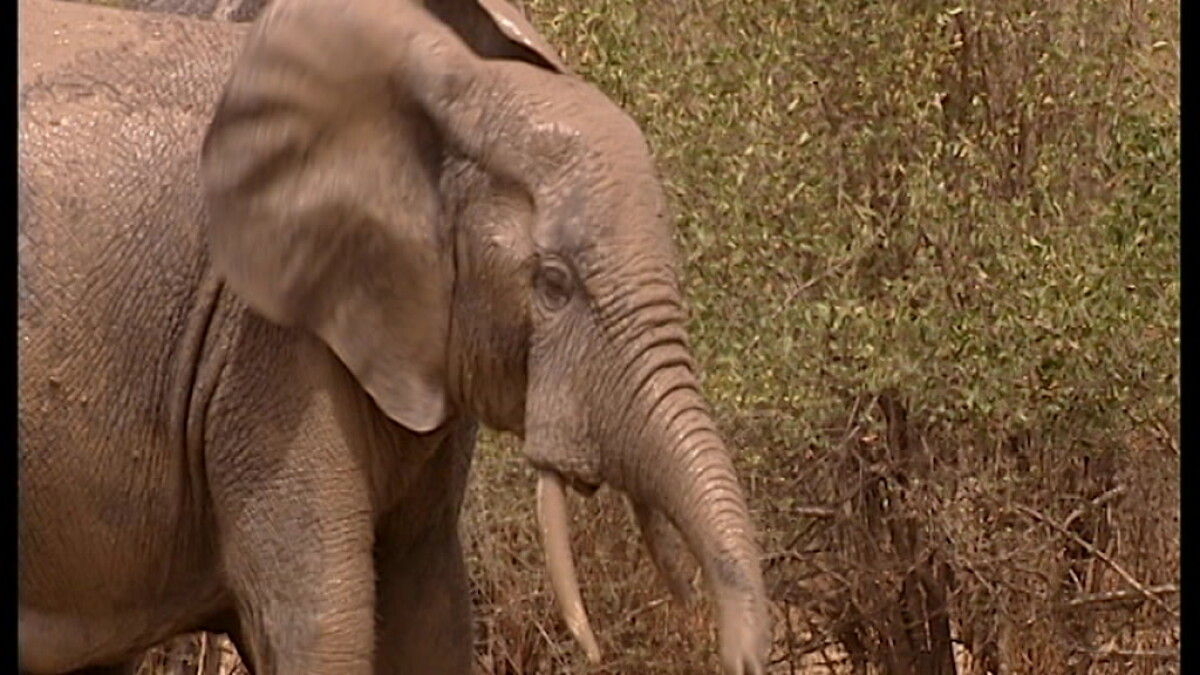 dessert Genveje antenne Elefanter kan uddø om 100 år | Ultra Nyt | DR