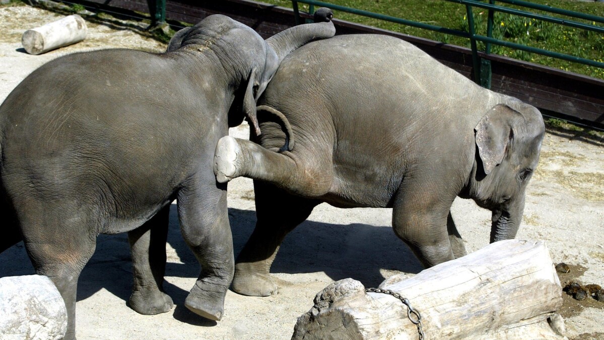 Dronning Margrethe og kong Carl Gustafs elefanter være forældre | |
