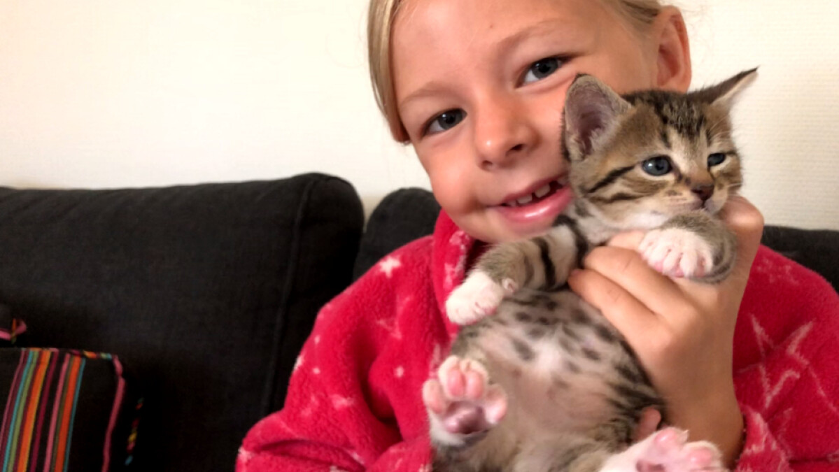 Gratis at slippe af med katten: Men nu mangler internatet plejefamilier | Østjylland DR
