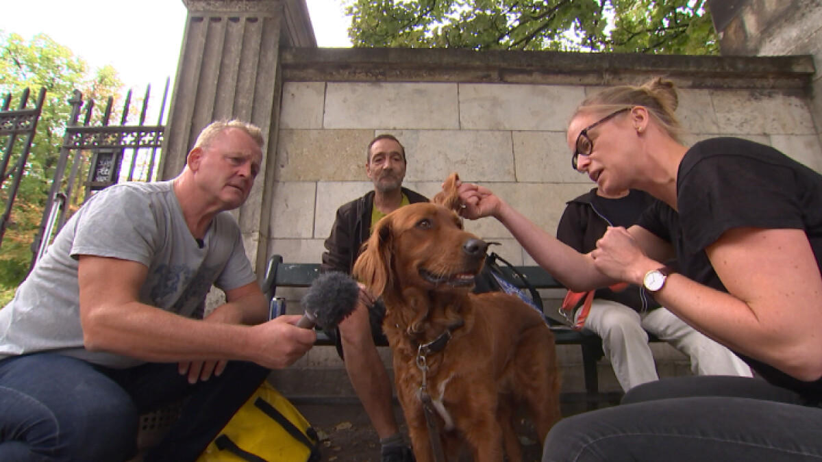 navigation vinder svejsning Dyrlæge: Hjemløses hunde lever et utroligt godt hundeliv | Set i TV | DR
