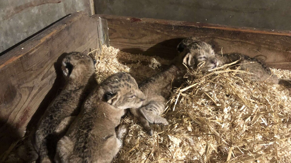 Fire Nye Loveunger Er Fodt I Odense Zoo Ligetil Dr