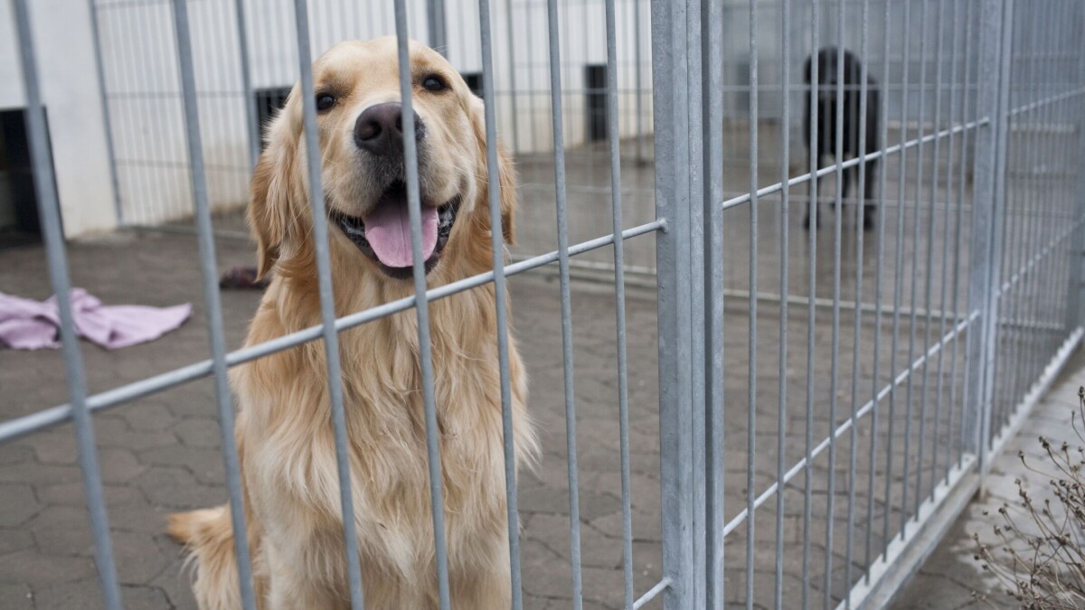 Internater modtager hunde: Nye ejere findes over Facebook | DR