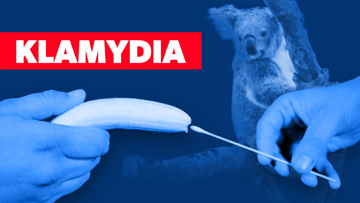 VIDEO Vatpinde, koalaer og kondomer: Her er alt, du skal vide om klamydia | Kroppen |