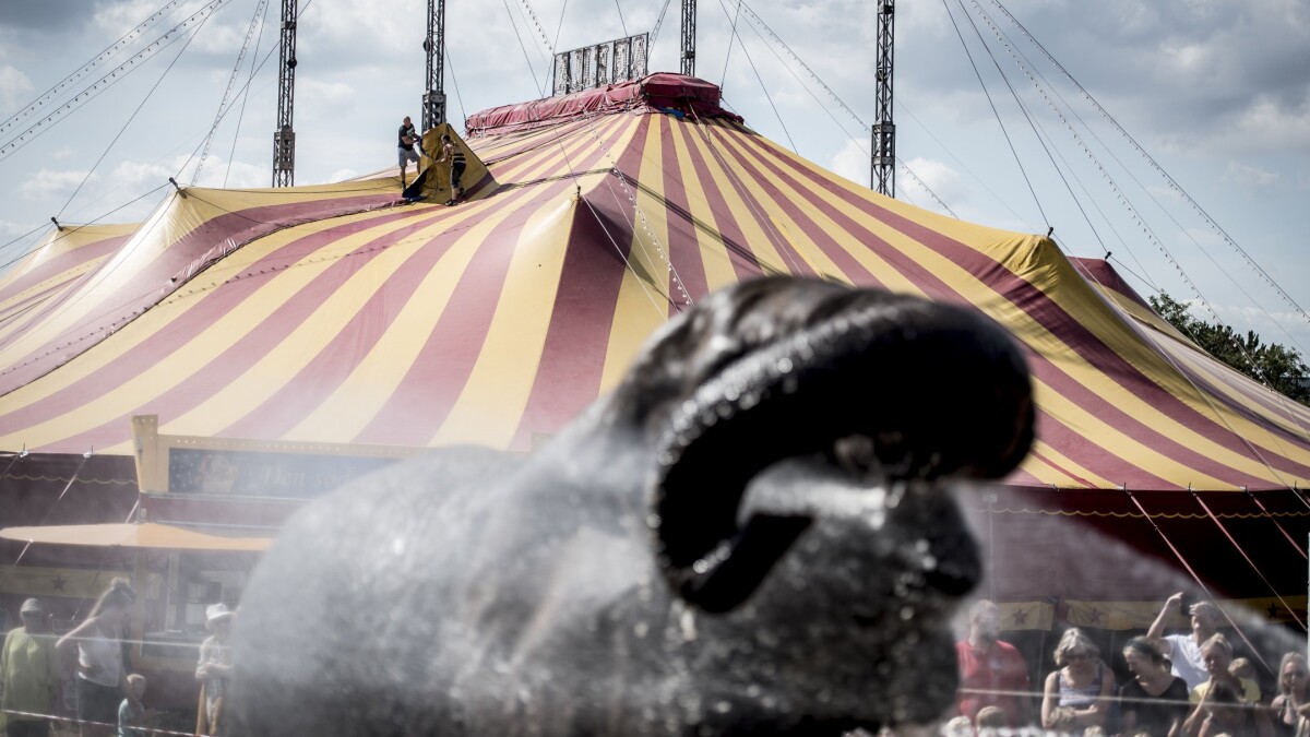 Mantle Besætte Blitz Staten køber cirkuselefanter for 11 millioner kroner | Indland | DR