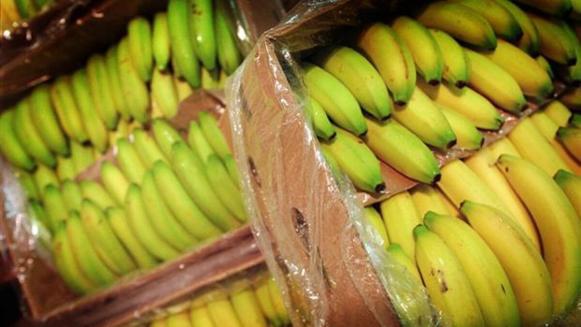 Supermarkeder Vil Fra Naeste Ar Kun Saelge Oko Bananer Indland Dr