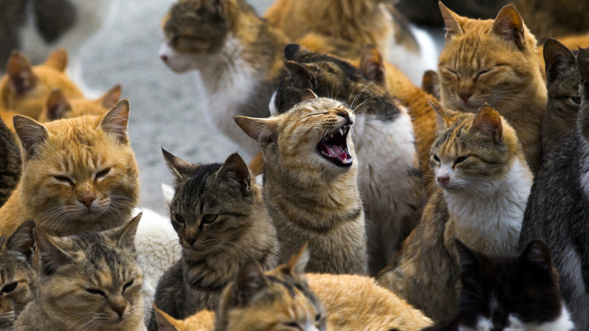 enkelt Postkort bakke Boom i ejerløse katte skaber pres for mærkning af katte | Indland | DR