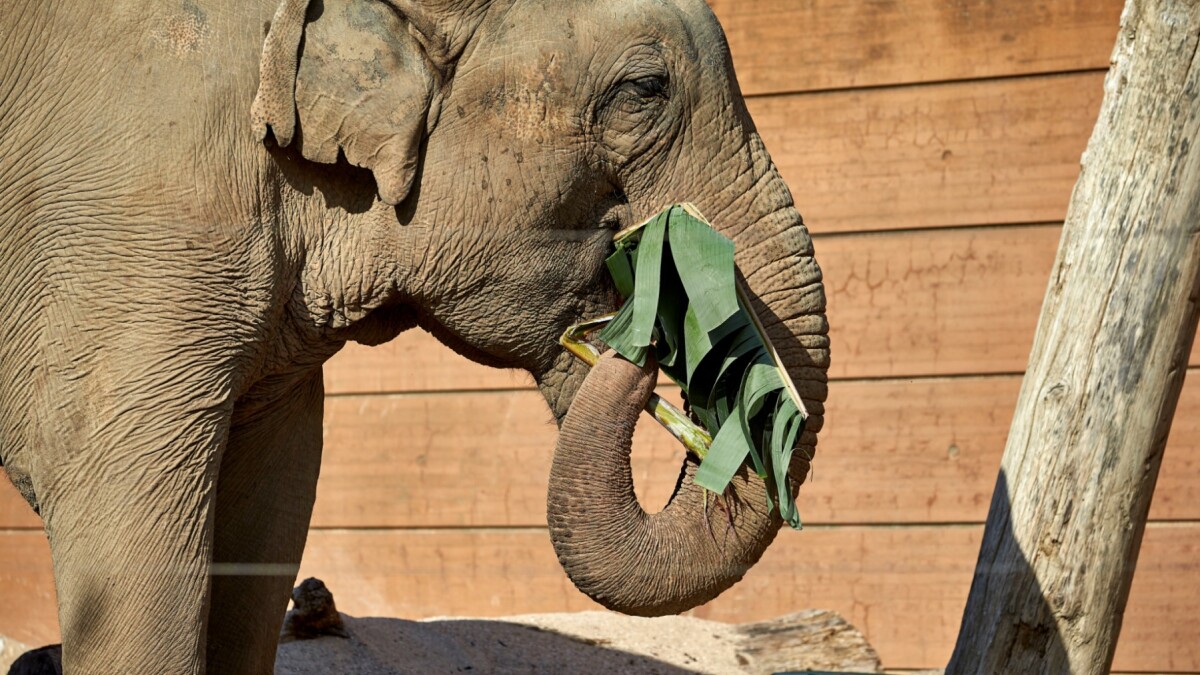 Grav nederlag Antologi Hanelefant i København Zoo er død efter lang tids sygdom | Indland | DR