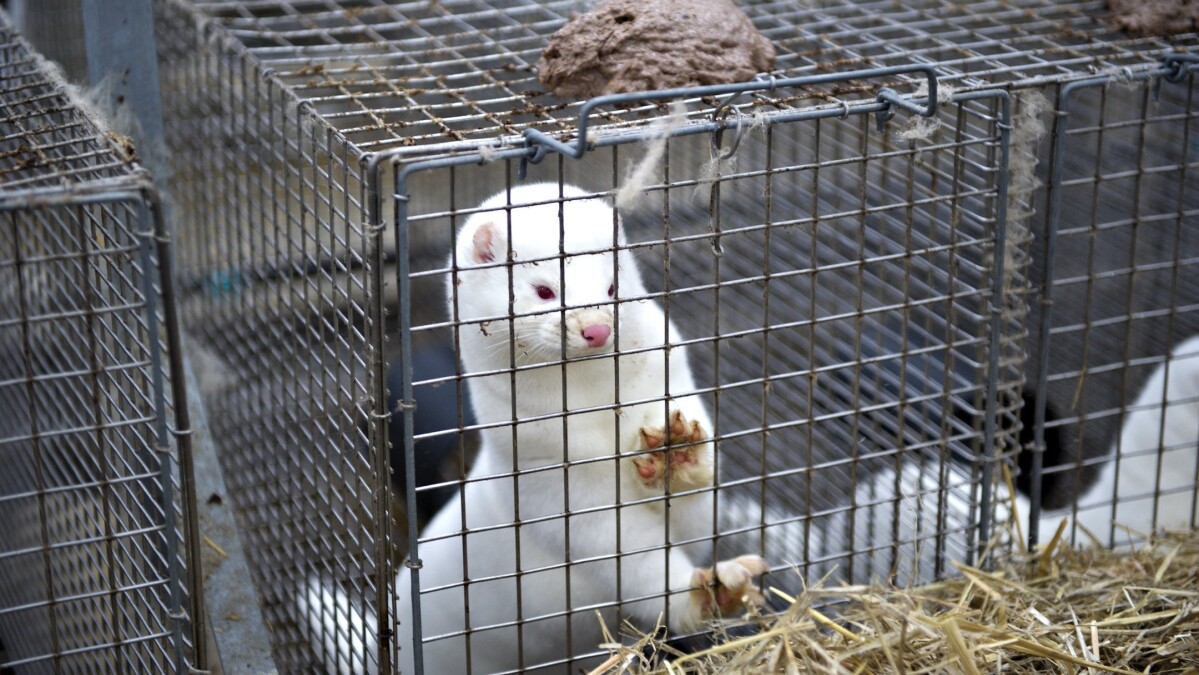 Звероводческая ферма норки. Зверохозяйство мелковское. Соболь звероводство. Пушное хозяйство. Пушное хозяйство.