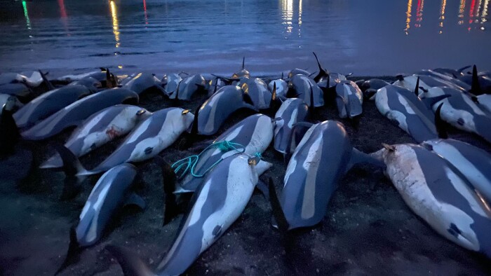 Drab på 1.428 delfiner fører til undersøgelse fangstens fremtid på Færøerne | Nyheder |