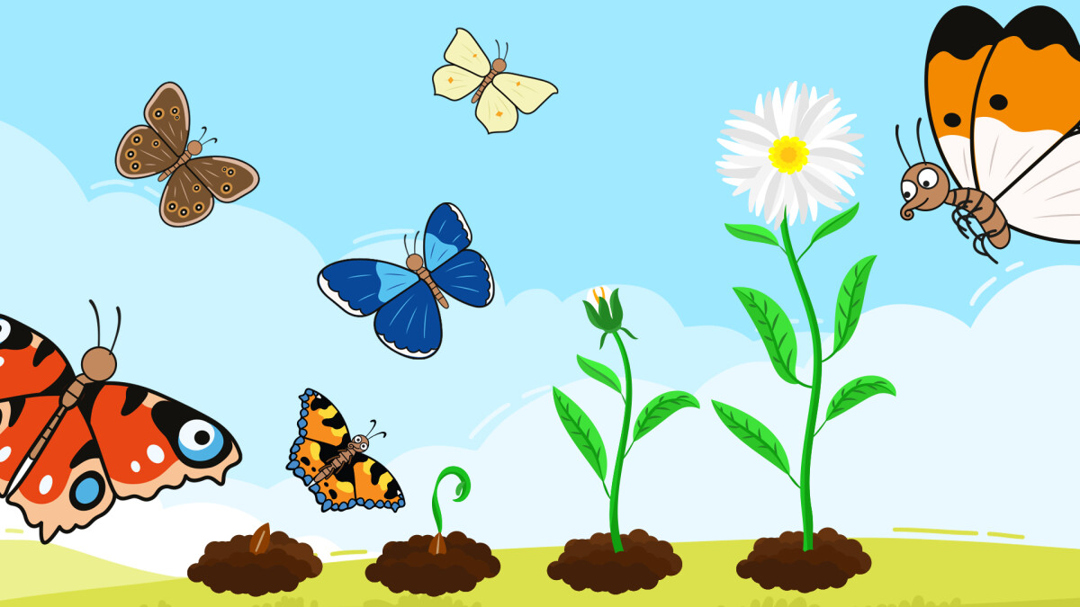 sommerfugl clipart school