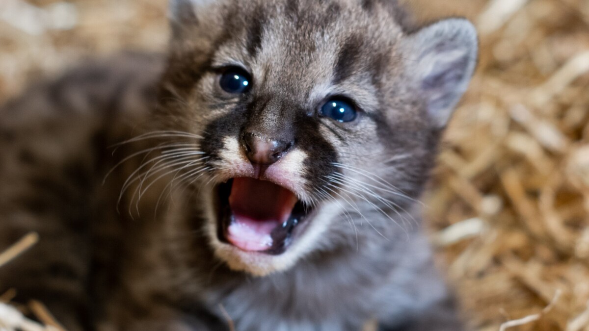 Puma-unge født i zoo | | DR
