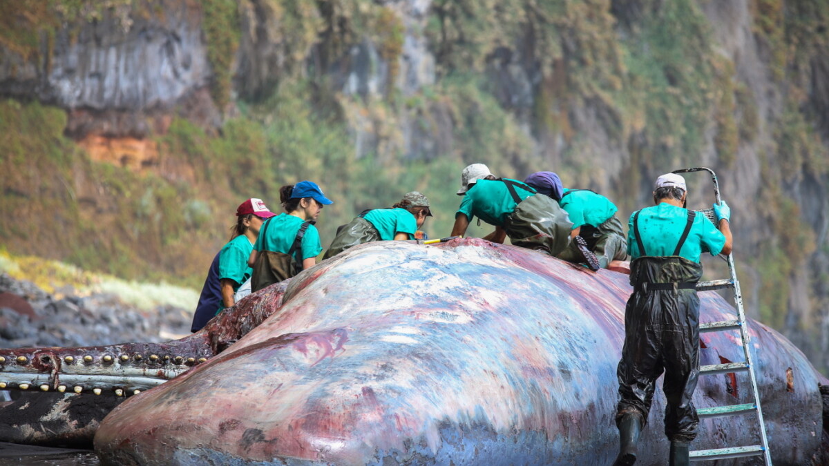 Forskere finder 'flydende for millioner tarmen på hval | Nyheder DR