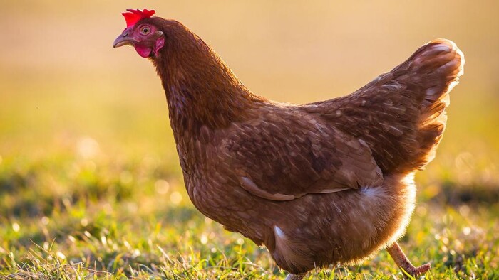 Sov med en høne og undgå malaria | Miljø | DR