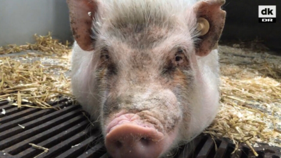 Glemsomme grise hjælper os tættere på Alzheimer-kur | Naturvidenskab | DR