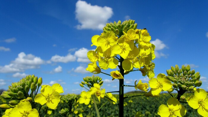 Solen varmer op til en flot fridag | Vejret | DR