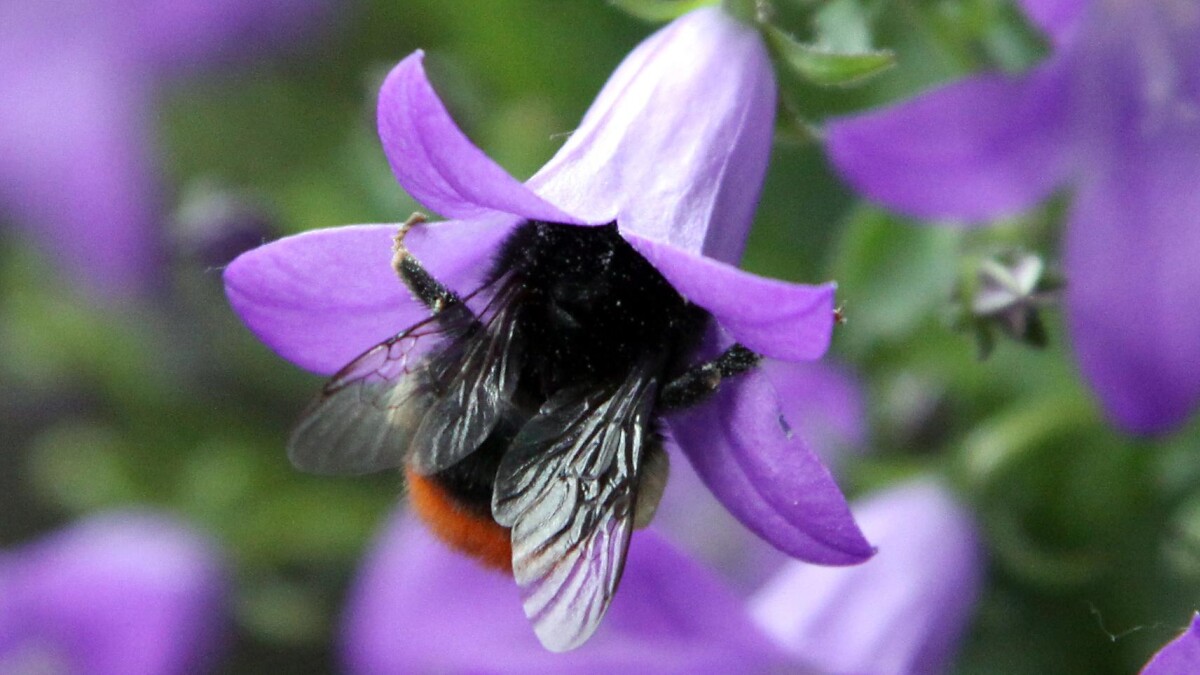 Landbruget mangler insekter: Vi skal være mere u-ordentlige | Midt- og ...