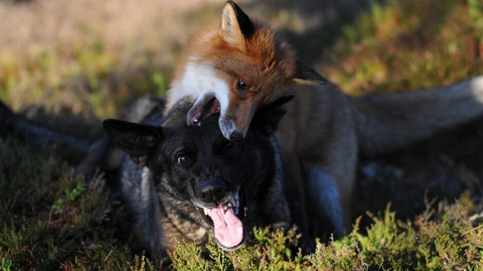 VIDEO Tam hund og vild ræv i fælles leg | Naturvidenskab | DR